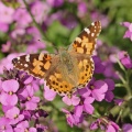 Painted Lady Vanessa cardui, Alan Prowse